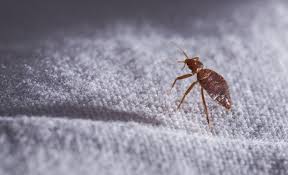 Punaises De Lit Comment Les Eliminer Pour De Bon Traitement Punaises De Lit Allergie Aux Acariens