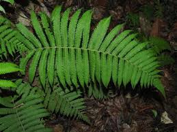 Image result for Pneumatopteris afra