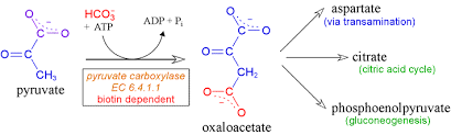 Oxidative Decarboxylation Of Pyruvate - Ppt Video Online Download