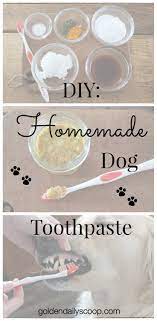 Golden Daily Scoop Diy Homemade Dog Toothpaste