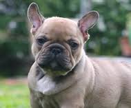 Ethical frenchie | we are a family and friends based french bulldog breeder located in new york, ny. French Bulldog Puppies For Sale Long Island Dogs Breeds And Everything About Our Best Friends