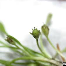 Image result for Limosella grandiflora