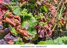 Image result for Grapevine leafroll virus