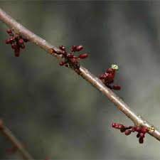Image result for Commiphora africana