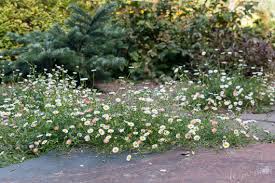 Image result for Erigeron karvinskianus