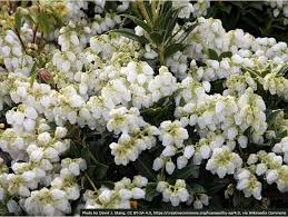 Image result for Pieris japonský debutante obrázek