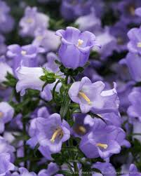 Pin On Flowers By Color Purple