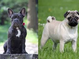 Find similarities and differences between old english bulldog vs pug. French Bulldog Pug Mix Pros And Cons Of This Rare Designer Breed Frenchie World Shop