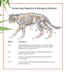 Check spelling or type a new query. Feline Diabetes Animal Wellness Magazine