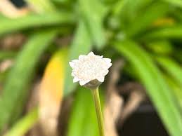 Image result for Mesanthemum radicans