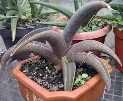 Image result for Sansevieria hallii