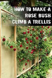 How To Make A Rose Bush Climb A Trellis Diy Garden Trellis Trellis Plants Rose Trellis