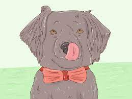 Using hemostat put the bow, takes only seconds How To Make A Dog Bow Tie With Pictures Wikihow