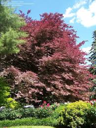 Use it for shade, along an entry drive or as a street tree. Trees Shrubs And Conifers Tri Color Beech 1 By Hollyanns