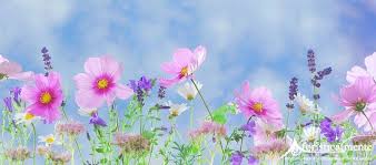 Scegli i fiori più adatti ad ogni occasione e compra online! Frasi Citazioni E Aforismi Sui Fiori Aforisticamente