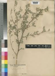 Image result for Indigofera subulata