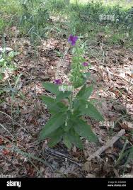 Image result for Syncolostemon bracteosus
