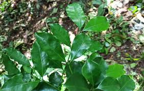 Image result for Tricalysia pallens
