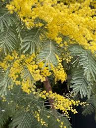 Image result for Acacia dealbata
