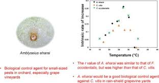 Image result for Tetranychidae grapevine