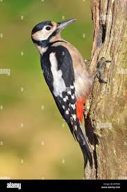 woodpecker pecking wood greater spotted woodpecker pecker, peck,  ornithology, nature, tail, tree, woodland, woodpecker, wood, wi Stock Photo  - Alamy