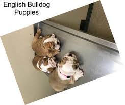 We have one of a kind bulldogs all over virginia, including norfolk, and also chesapeake. Bulldog Dogs For Sale In Queen Creek Agriseek Com