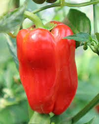 Ebay.com has been visited by 1m+ users in the past month Sweet Peppers Veggies Grow To Eat The Gardener The Gardener