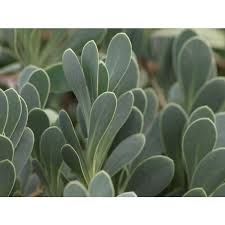 Image result for Hertia