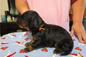 The fourth duke of gordon is credited with really refining the breed. Gordon Setter Puppies For Sale From Reputable Dog Breeders