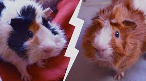 Vei mânca porcușor de guinea doar la cantina vreunei închisori. Porcusori De Guineea Cateva Lucruri Interesante Despre Ei Drama AdolescenÅ£ei Youtube