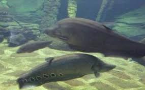 Nggak hanya ikan laut, konsumsi ikan air tawar pun kini semakin. Harga Tiket Masuk Aquarium Air Tawar Tmii Terbaru