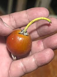 Image result for Manilkara kauki