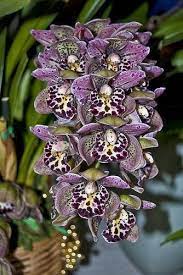 Www Copperreef Org Onedirection Harrystyles Niallhoran Zaynmalik Louistomlinson Liampayne Tagsforlikes Orchid Flower Cymbidium Orchids Unusual Flowers