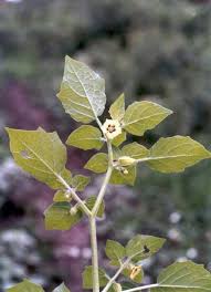 Image result for Physalis viscosa