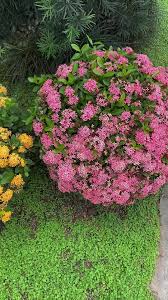 Image result for Ixora narcissodora