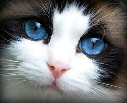 猫 ネコ ねこ 美しい青い目の猫たち 画像多数 naver まとめ beautiful cats cats pretty cats