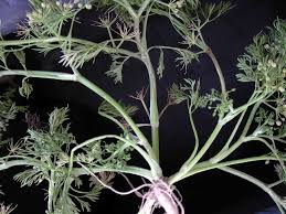 Image result for Apium leptophyllum