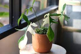 Maybe you would like to learn more about one of these? 7 Jenis Philodendron Yang Sedang Digemari Daunnya Unik Dan Cantik Halaman All Kompas Com