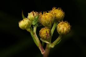 Image result for Schistostephium crataegifolium