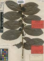 Image result for Dactyladenia