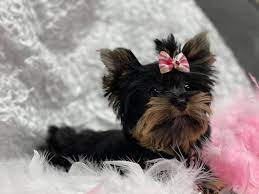 Yorkies for sale in texas. Texas Teacups Yorkies Home Facebook