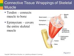 Be careful pushing it under the clips that the cover slide doesn't move or crack. Objective 3 Describe And Diagram The Microscopic Structure Of Skeletal Muscle Fibers Ppt Download