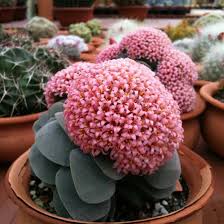 La pianta grassa crassula ovata presenta fiori rosa; Le 5 Piante Eleganti Da Tenere In Casa Pianteinforma It