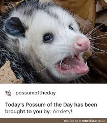 Me Am A Screaming Possum Awesome Possum Possum Funny Animals
