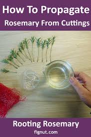 Image result for rosemary cuttings