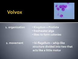 Ppt Euglena Volvox Powerpoint Presentation Free Download Id 2299878
