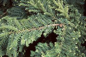 Image result for Eremospatha cuspidata