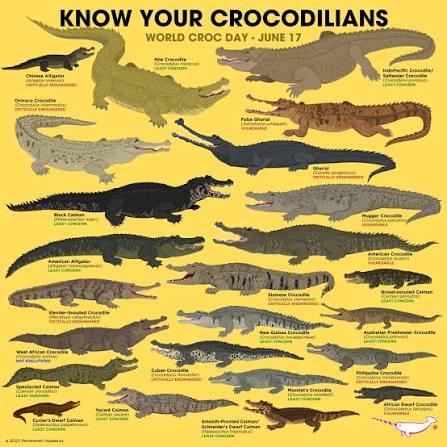 Happy World Croc Day! To celebrate, we thought it was time for you to Know  Your Crocodylidae! The Crocodylidae family consists of all the true  crocodiles. Some are quite large, but the