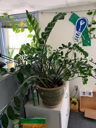 My biggest zz plant is giving me so many new babies!! Impressive Zz Plant At Work Never Seen One This Large Houseplants