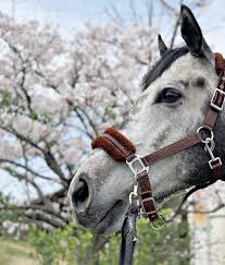 Maybe you would like to learn more about one of these? ã‚¦ãƒžã‚·ã‚§ã‚¢ å¼•é€€é¦¬ãƒ•ã‚¡ãƒ³ã‚¯ãƒ©ãƒ–tcc